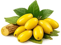 Balansulin — Berberin aus Berberis aristata