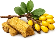 Balansulin — Berberin aus Berberis aristata