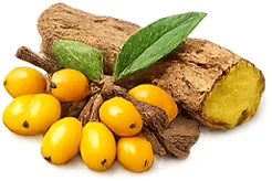 Balansulin — Berberin aus Berberis aristata