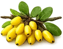 Balansulin — Berberin aus Berberis aristata