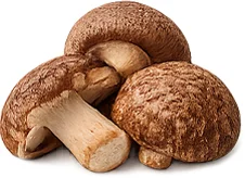 Balansulin — shiitake-uute (Lentinula edodes)